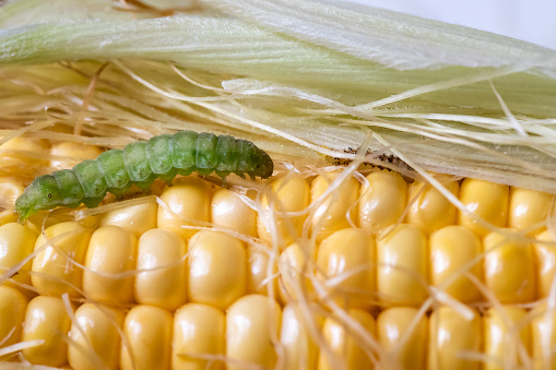 Corn pest