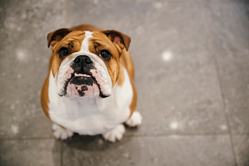 Portrait of an English Bulldog sat on a tiled floor looking at the camera.