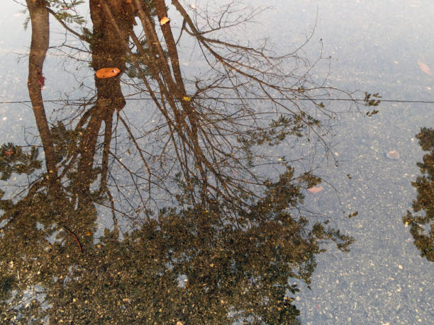 istock Tree mirror in water after the rain. -landscape, nature 1214235230