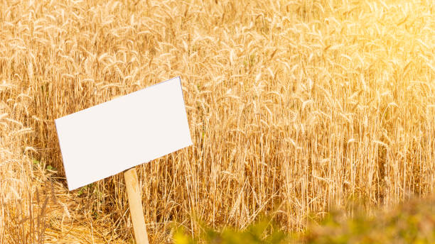 istock A beautiful yellow barley field with a white sign in front. 1214235239
