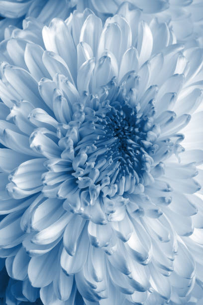 istock Chrysanthemum flower, close up, blue toning 1214235328