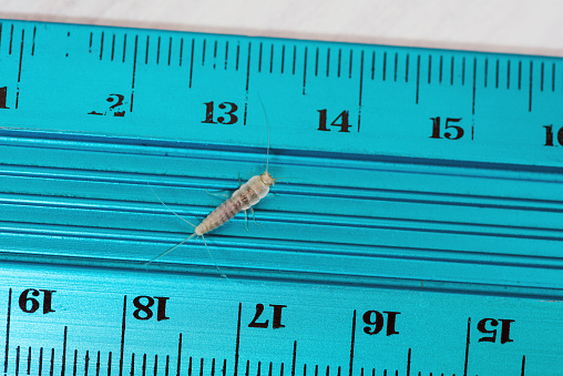 Firebrat (Thermobia domestica) sits on a ruler showing its natural size. Insect Lepisma saccharina in normal habitat.