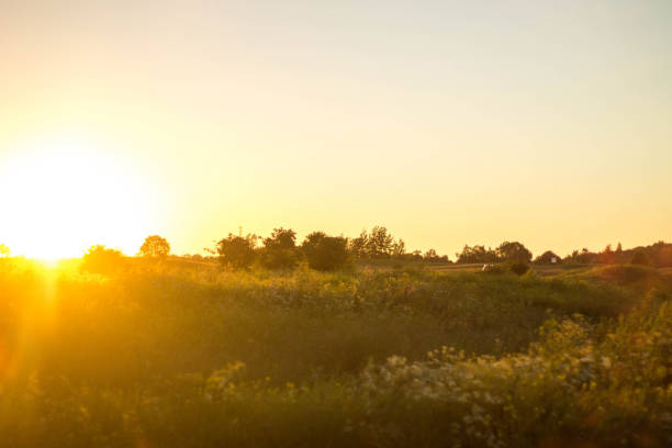 istock summer sunset in the field 1214236368