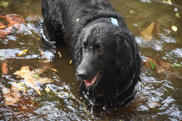 piękne płaskie powlekane retriever gra w płytkiej wodzie - flatcoat zdjęcia i obrazy z banku zdjęć