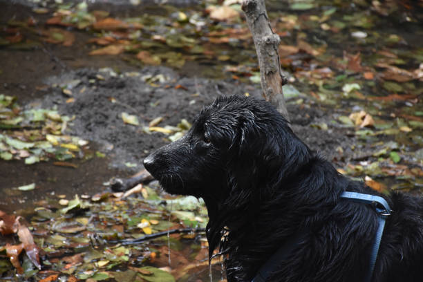 piękne płaskie powlekane retriever gra w płytkiej wodzie - flatcoat zdjęcia i obrazy z banku zdjęć