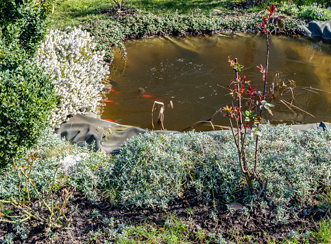 Frozen garden pond with goldfish in spring