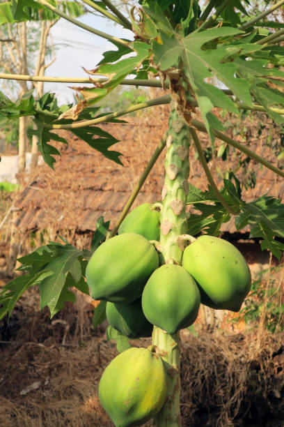istock Ripening yellow green papaya on the tree 1214241525