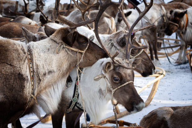 istock Reindeer in a festive harness 1214242950