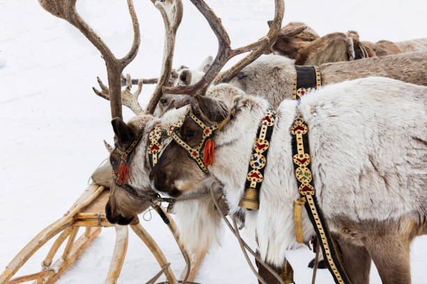 istock Reindeer in a festive harness 1214243215