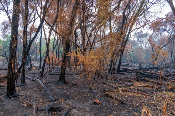 istock Burned section of reserve after planned burn in Australia 1214244771