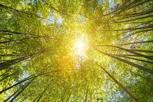 istock Sunlight in bamboo forest - looking up at the tree tops and sun 1214245123
