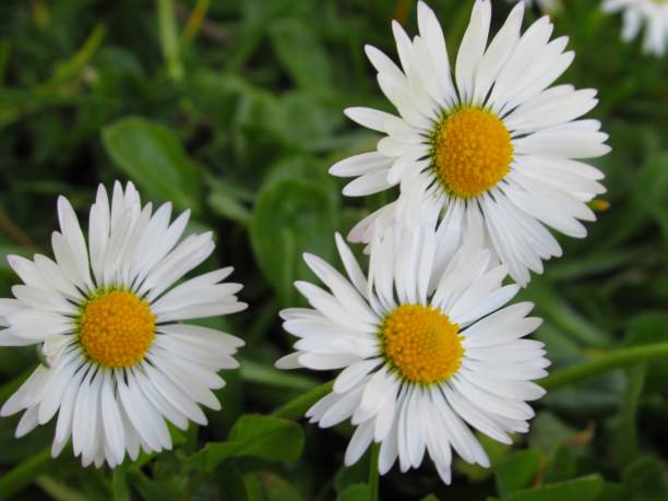 istock Pretty Bright Closeup White Common Daisy Blooming In Spring 1214245773