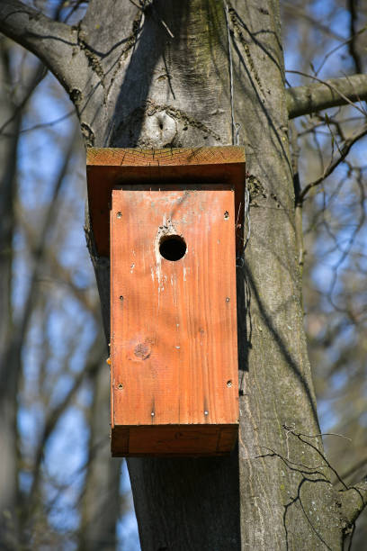 istock Bird feeder on the tree in the woods 1214248393