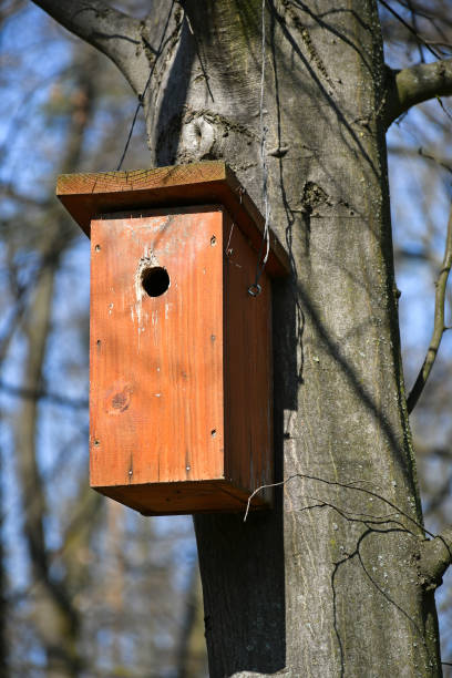 istock Bird feeder on the tree in the woods 1214248423