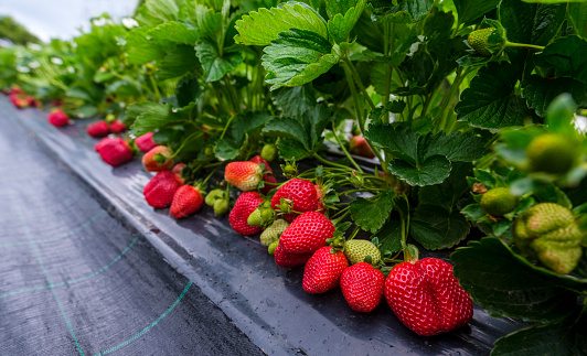 rows of strawberries outdoors on a farm