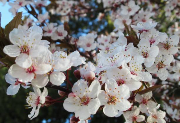 istock Pretty Bright Closeup Cherry Blossom White Flowers Blooming In Spring 2020 1214249328