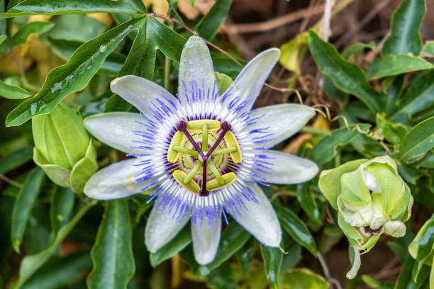 istock Blooming passion fruit flower with shallow focus 1214249539