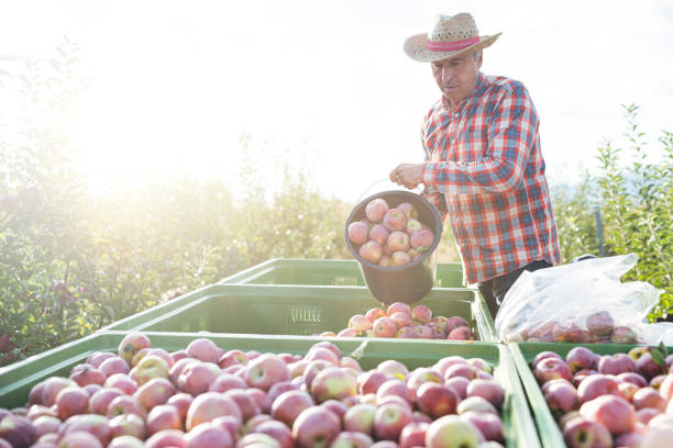 istock Senior farmer harvesting apples 1214249542