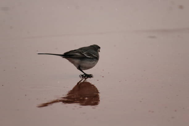 istock sparrow looking for food on rainy day 1214250959