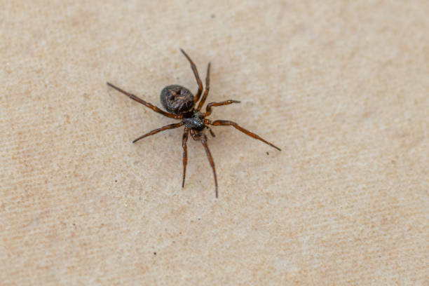 istock small brown spider crawls across the tiled kitchen floor 1214250963