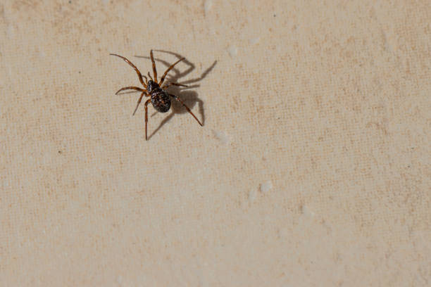 istock small brown spider crawls across the tiled kitchen floor 1214251008