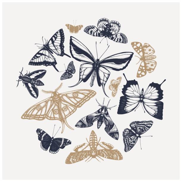 숲 디자인 7 추상 [변환] - butterfly swallowtail butterfly caterpillar black stock illustrations