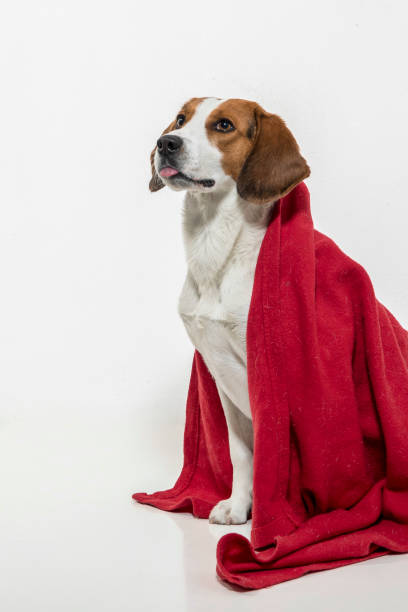 istock Dog photography in the studio 1214251394