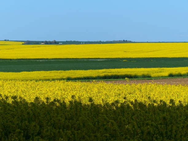 istock Rapeseed fields, near Provins, Seine-et-Marne 1214251740