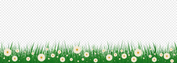 web Bright realistic pattern of green grass and spring flowers for decorating Easter cards. Grass And Flowers Border Set With Gradient Mesh, Vector Illustration ladybug frame border clip art stock illustrations