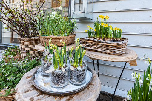 Yellow and white daffodils outdoors on a table as decoration. Flowering spring and bulb plants. Easter holiday concept.