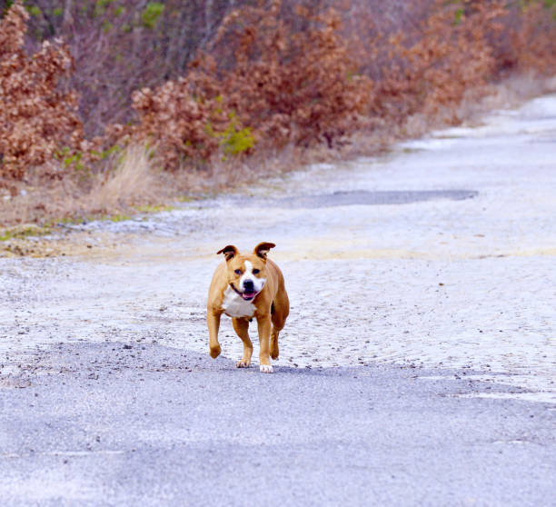 istock American Staffordshire Terrier dog 1214252759