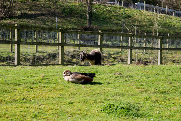 istock Billy Goat and duck in a village farm 1214252864
