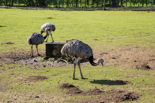 istock Ostrich in a village farm 1214252871