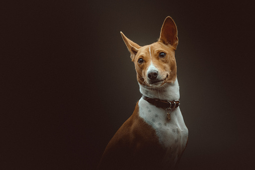 Basenji Terrier Dog. Studio shot.