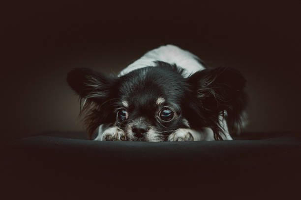 Cute Chihuahua stock photo