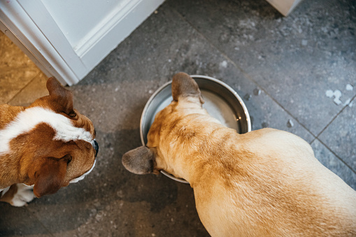 Over head shot of an English Bulldog and a French Bulldog with their heads in their feeding bowls eating their dinner.