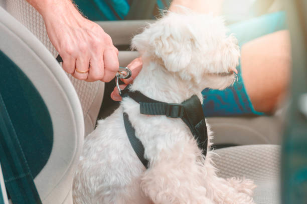 istock Dog traveling in a car 1214253385