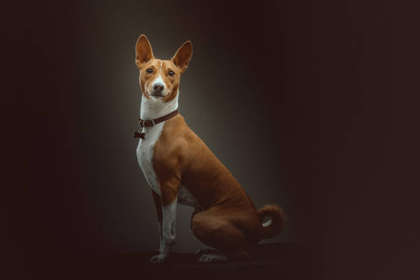 Basenji Terrier Dog stock photo