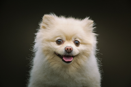Portrait of a small Pomeranian, puppy. High quality photo