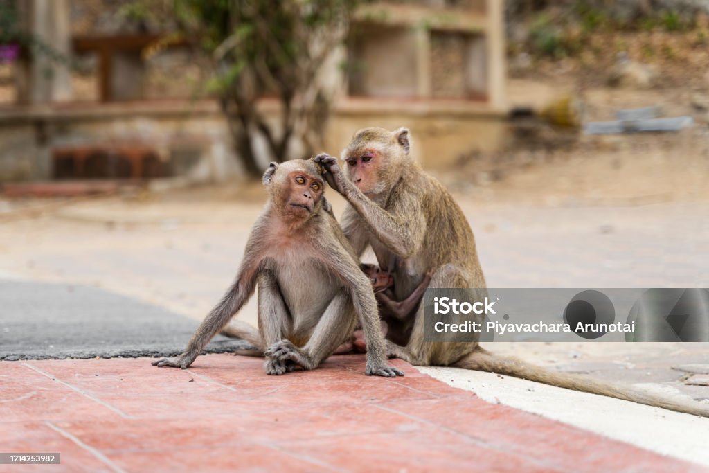 Mono Salvaje Sentado En El Suelo De Hormigón Y Buscando Piojos Pulgas O  Garrapatas Mono Hembra Encontrar Pulgas Y Garrapatas Para El Mono Macho  Concepto Hermosos Monos En El Día Del Sol