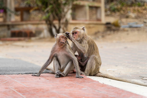istock Wild Monkey sitting on concrete floor and looking for lice, fleas or ticks. Female monkey find fleas and ticks for male monkey. Concept Beautiful Monkeys in sunshine day. 1214253982