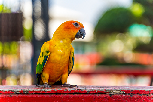 lovebird couple in the cage