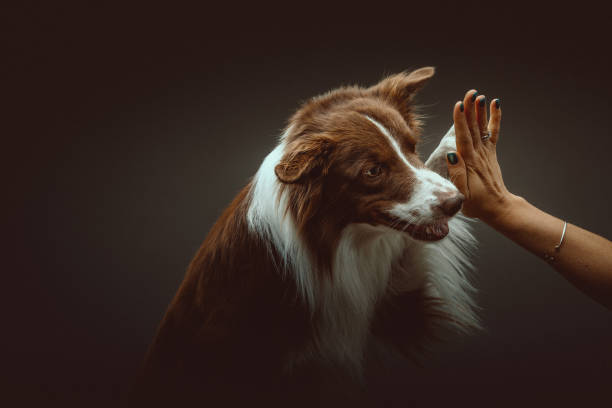 Border collie gives High five. Studio shot.