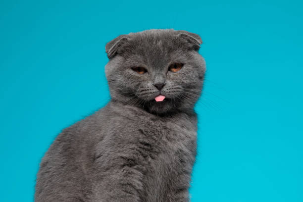 istock cute scotish fold kitty sticking out tongue 1214255683