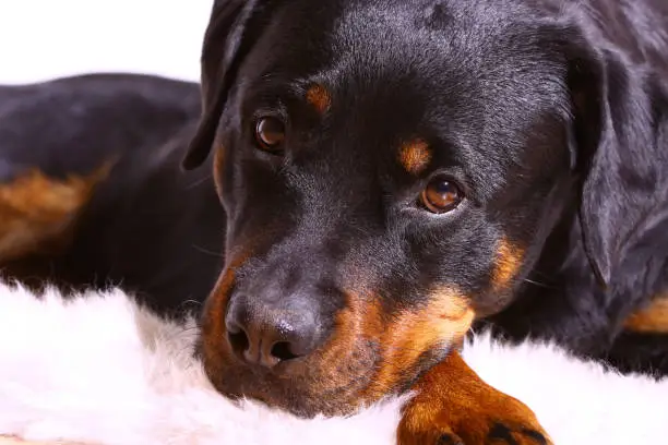 a rottweiler looks straight into the camera