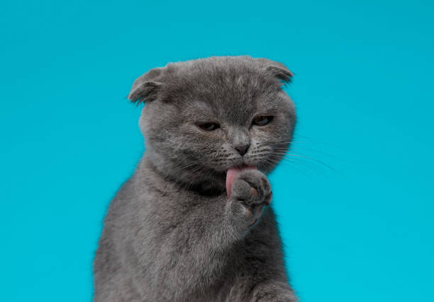 istock adorable scotish fold cat licking paws 1214256450