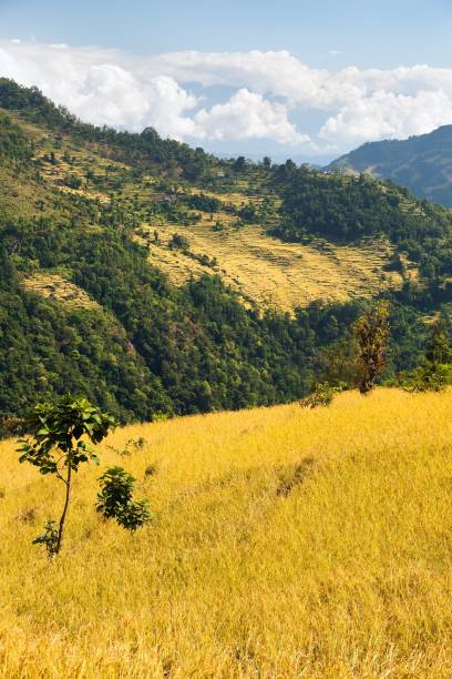 istock rice or paddy fields in Nepal Himalayas mountains 1214257510
