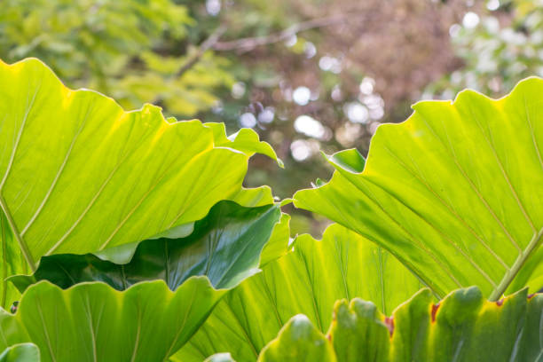 istock macrophotography of green foliage 1214257644