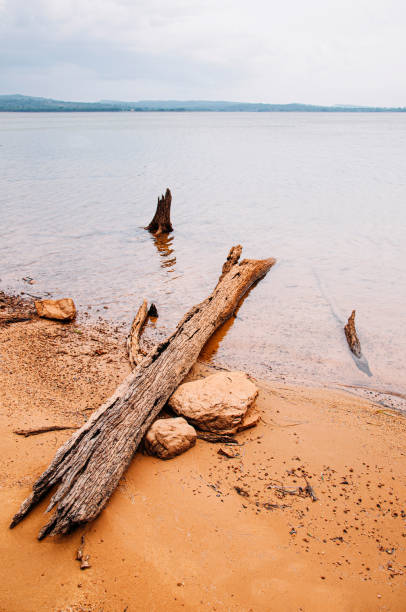 istock Old wood log stump on sandy beach shore of river 1214258241