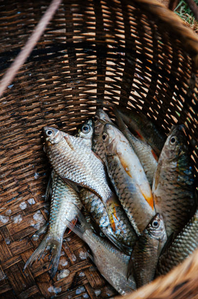 istock Fresh raw Java barb or silver barb fish shiny skin details in bamboo basket 1214258272